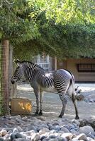 zebra in the zoo. animal standing. full-length photo