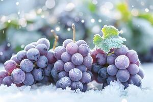 A cluster of frosted grapes resting on snow, showcasing a unique winter scene. photo