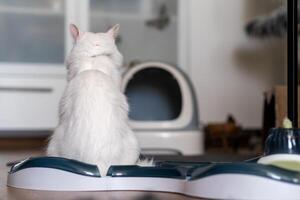 A white cat sits peacefully at its feeding station, gazing towards an open space in a comfortable home setting photo