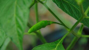 Cayenne pepper ready to be harvested on a fertile tree on a sunny day photo