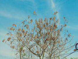 Old and dry green Popinac or Leucaena leucocephala plant photographed from a distance on a branch against a bright blue sky background photo