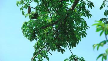 Ceiba pentandra or Kapok, also known as Javanese cotton, Javanese kapok, silk cotton or samauma, a lush growing green tree visible during the day photo