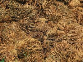 Waste from palm oil that has gone through a refining process and produces genuine cooking oil photo