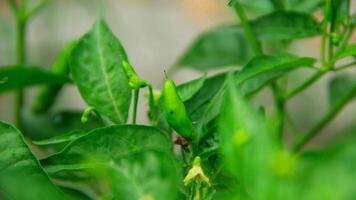 Cayenne pepper ready to be harvested on a fertile tree on a sunny day photo