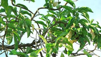 Fresh noni fruit or Morinda citrifolia or noni fruit on a tree that grows abundantly can be seen during the day photo