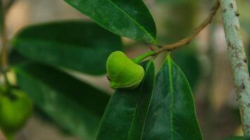 The soursop pistils in the garden are growing well and are blooming photo