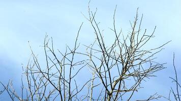 Dry old branches against the sky background look beautiful during the day photo