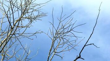 Dry old branches against the sky background look beautiful during the day photo