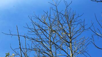 Dry old branches against the sky background look beautiful during the day photo