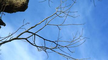 Dry old branches against the sky background look beautiful during the day photo