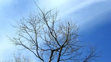 Dry old branches against the sky background look beautiful during the day photo