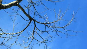 Dry old branches against the sky background look beautiful during the day photo