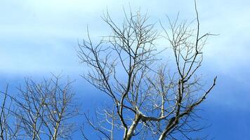Dry old branches against the sky background look beautiful during the day photo
