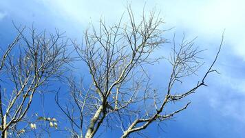 Dry old branches against the sky background look beautiful during the day photo