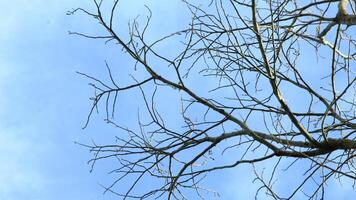 Dry old branches against the sky background look beautiful during the day photo