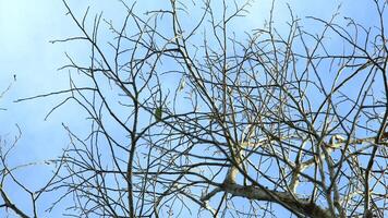 Dry old branches against the sky background look beautiful during the day photo