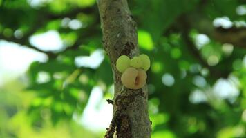 Ceremai or Phyllanthus acidus, thrives on trees that are visible during bright daylight photo