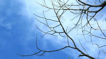 Dry old branches against the sky background look beautiful during the day photo