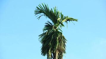 areca palm trees or Areca catechu that grow abundantly against a blue sky background photo