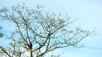 vibrant kedondong tree or Spondias dulcis ambarella, otaheite apple, or big hog plum against a blue sky background photo