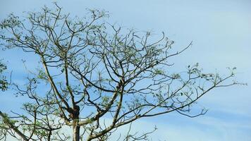 vibrant kedondong tree or Spondias dulcis ambarella, otaheite apple, or big hog plum against a blue sky background photo
