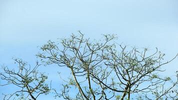 vibrant kedondong tree or Spondias dulcis ambarella, otaheite apple, or big hog plum against a blue sky background photo