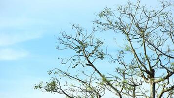 vibrant kedondong tree or Spondias dulcis ambarella, otaheite apple, or big hog plum against a blue sky background photo