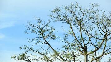 vibrant kedondong tree or Spondias dulcis ambarella, otaheite apple, or big hog plum against a blue sky background photo
