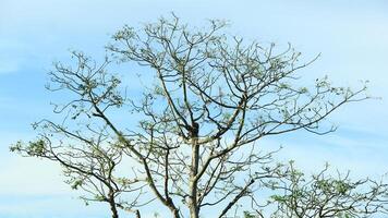 vibrant kedondong tree or Spondias dulcis ambarella, otaheite apple, or big hog plum against a blue sky background photo