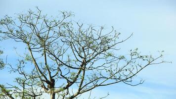 vibrant kedondong tree or Spondias dulcis ambarella, otaheite apple, or big hog plum against a blue sky background photo