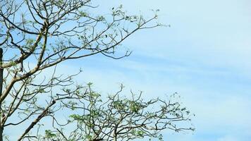 vibrant kedondong tree or Spondias dulcis ambarella, otaheite apple, or big hog plum against a blue sky background photo