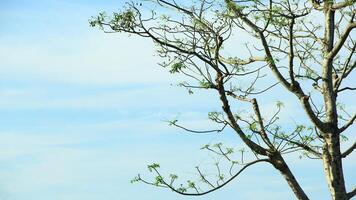 vibrant kedondong tree or Spondias dulcis ambarella, otaheite apple, or big hog plum against a blue sky background photo