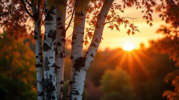 Birch Tree Autumn - Birch Tree Forest at Sunset Generated by AI photo