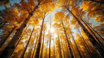 Birch Tree Autumn - Forest with Golden Birch Trees Generated by AI photo