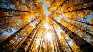 Birch Tree Autumn - Sunlit Birch Trees in Fall Generated by AI photo