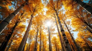 Birch Tree Autumn - Golden Fall Leaves in Forest Generated by AI photo