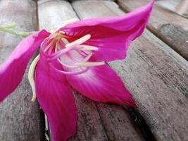 A stunning Bauhinia variegata, also called the Hong Kong Orchid Tree, displays its unique, orchid-like blossoms against a wooden backdrop. photo