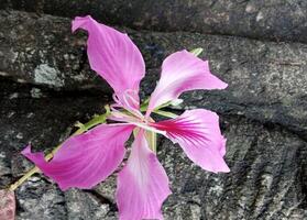 Bauhinia variegata, Hong Kong Orchid Tree, Close up of a vibrant pink orchid flower blooming gracefully against a textured tree bark. photo