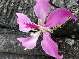 Bauhinia variegata, Hong Kong Orchid Tree, Close up of a vibrant pink orchid flower blooming gracefully against a textured tree bark. photo