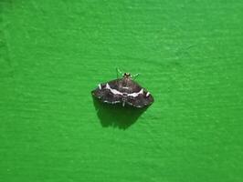 Spoladea recurvalis, the beet webworm moth or Hawaiian beet webworm moth on green wall background photo