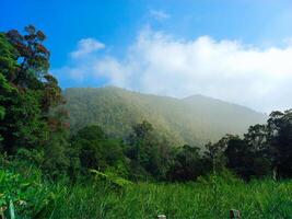 A grassy field with trees and mountains in the background photo