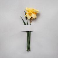 Yellow daffodil fancy shape on a grey background. The concept of spring and postcards for congratulations on an anniversary or a holiday. photo