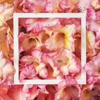Pastel gladiolus flowers fill and white frame for greeting greeting message in retro style photo