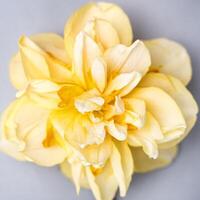 One yellow daffodil flower fills the entire frame. Spring and spring flowers concept and greeting card or banner for holiday invitation. photo