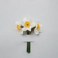 Three daffodils under a strip of paper on a grey background. The concept of spring and postcards for congratulations on an anniversary or a holiday. Minimal modern concept. photo