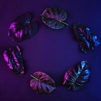 Surreal tropical monstera leaves in neon lighting are arranged in a circle like a wreath. Botanical minimal concept in retro style. photo