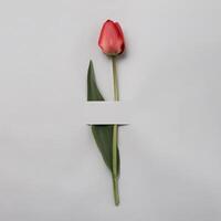 Elegant red or pink tulip on a grey background. Minimal spring and gift concept. An invitation to a holiday or an important event. photo