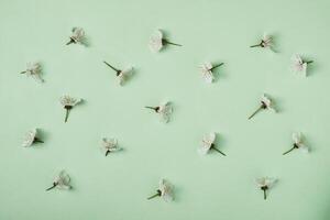 White leaves of sweet cherry blossoming in spring are arranged in a pattern. Spring and development minimal concept. photo