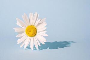 Bold surreal trend chamomile flower on a blue background. Contemporary graphic poster. photo