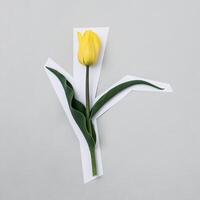 Yellow tulip on a grey background edged with white paper as if it were cut from the background. Modern minimal spring and holiday concept. photo